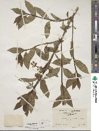 Lonicera involucrata image