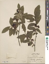 Lonicera involucrata image