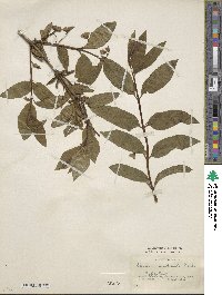 Lonicera involucrata image