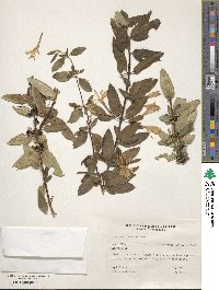 Lonicera japonica image