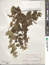 Lonicera japonica image