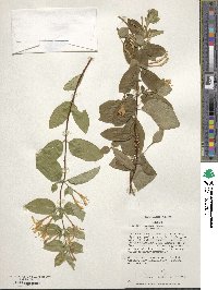 Lonicera japonica image