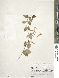 Lonicera japonica image