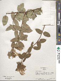 Lonicera japonica image