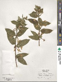 Lonicera japonica image