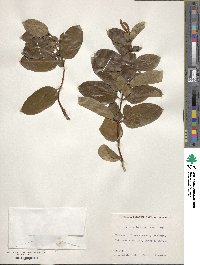 Lonicera japonica image