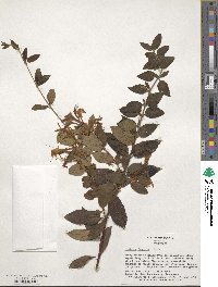 Lonicera japonica image