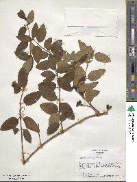 Lonicera japonica image