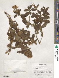 Lonicera japonica image