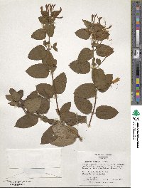 Lonicera japonica image