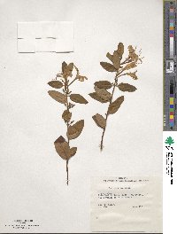 Lonicera japonica image