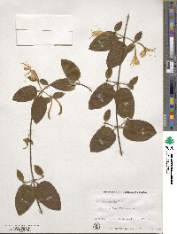 Lonicera japonica image