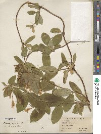 Lonicera japonica image