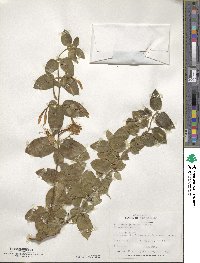 Lonicera japonica image