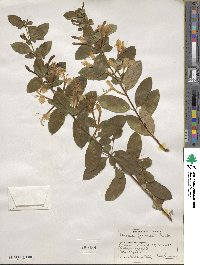 Lonicera japonica image