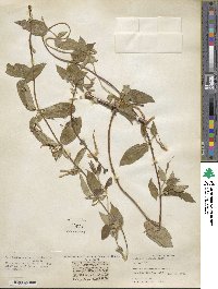 Lonicera japonica image