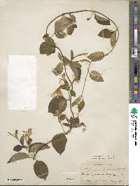 Lonicera japonica image