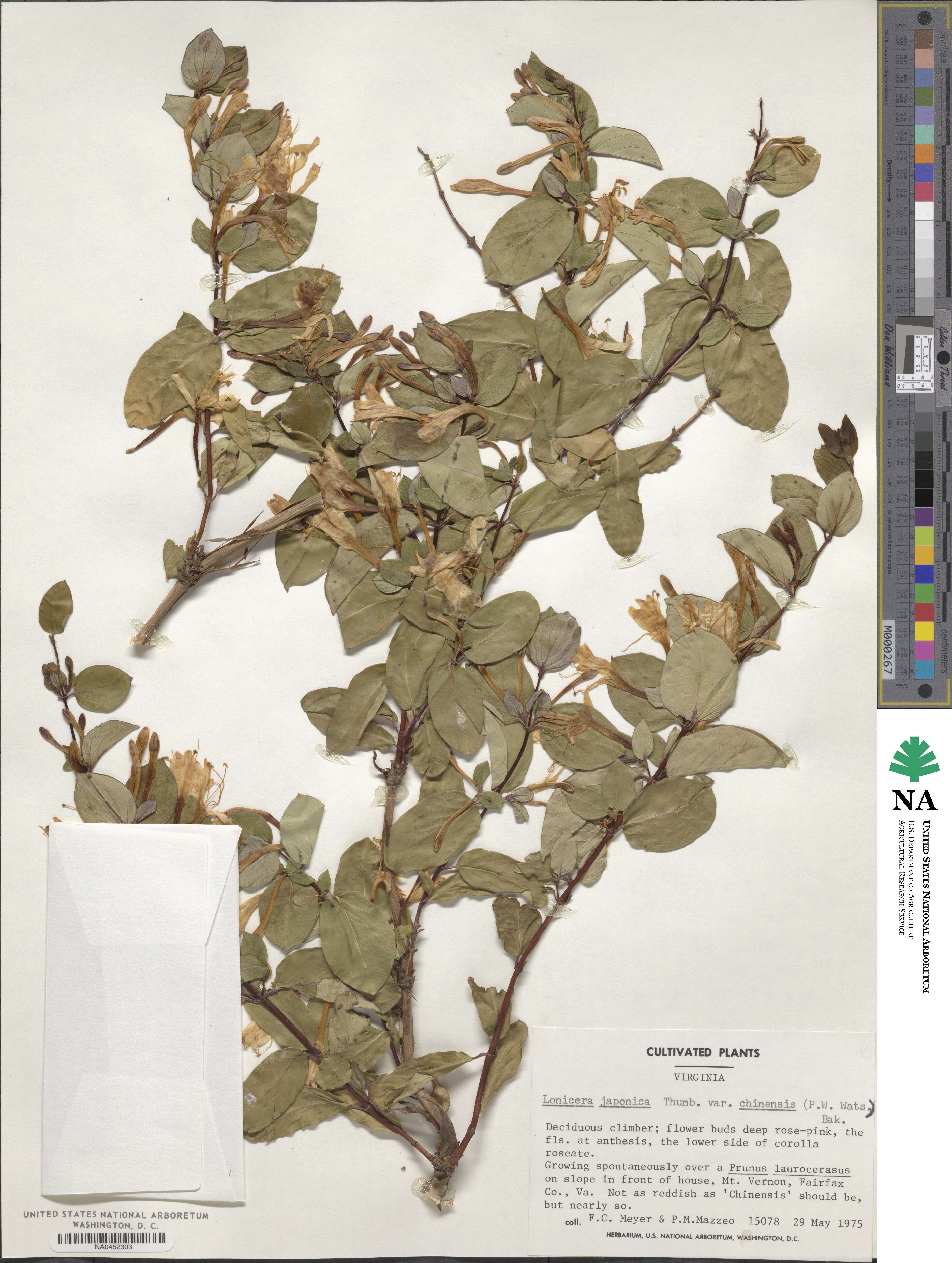 Lonicera japonica image