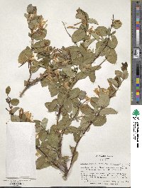 Lonicera japonica var. chinensis image