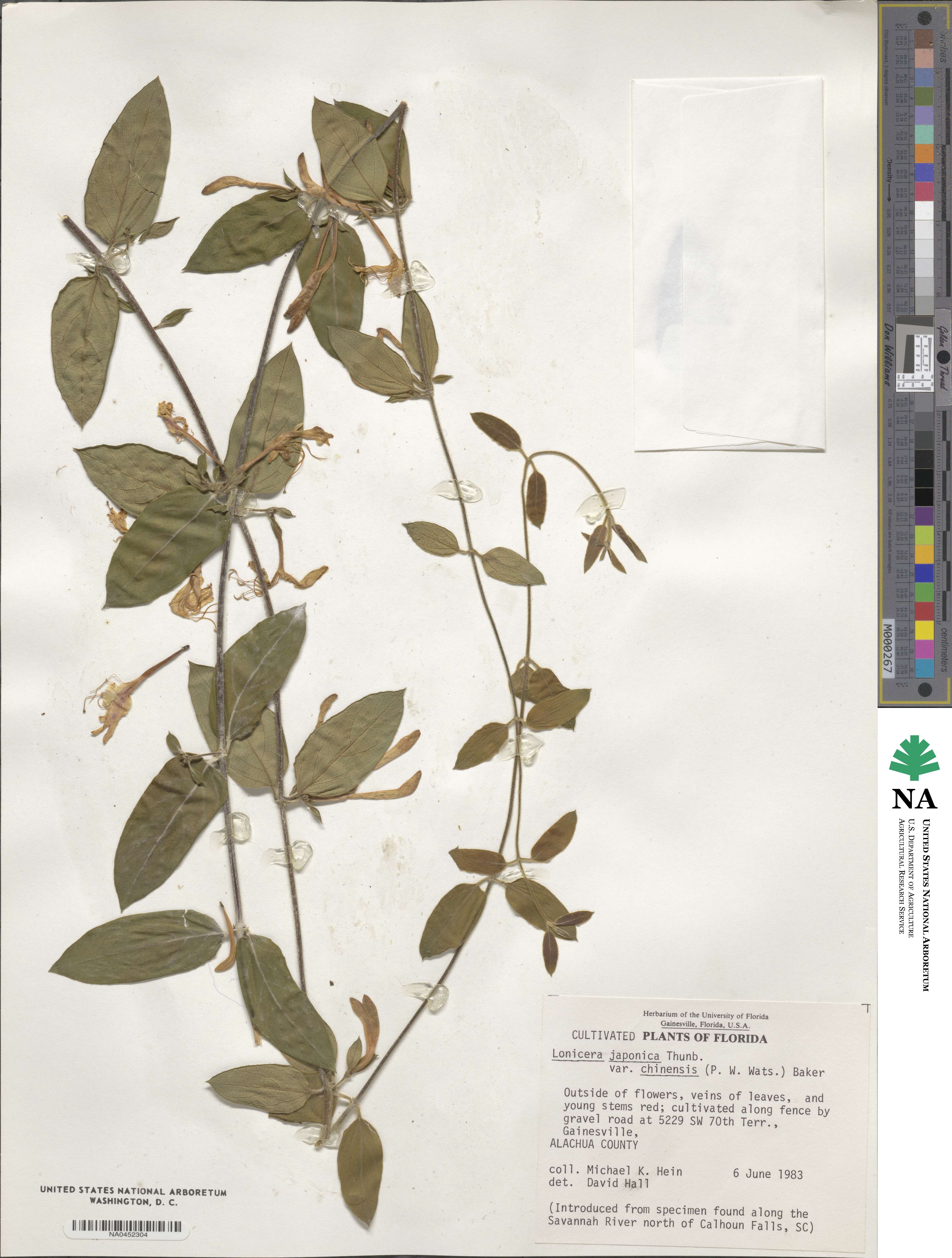 Lonicera japonica var. chinensis image