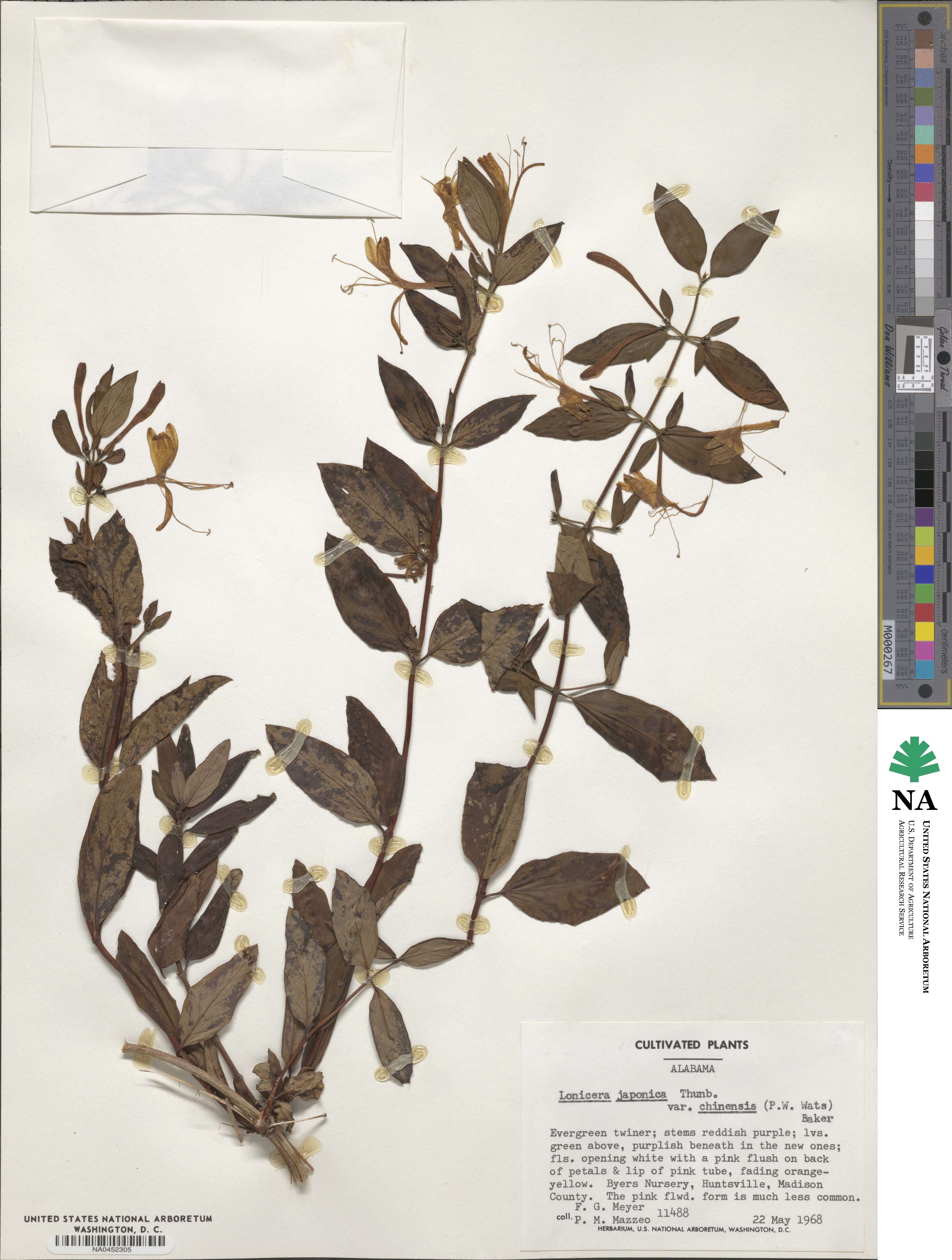 Lonicera japonica var. chinensis image