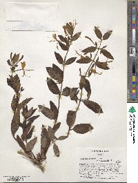 Lonicera japonica image