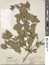 Lonicera japonica image