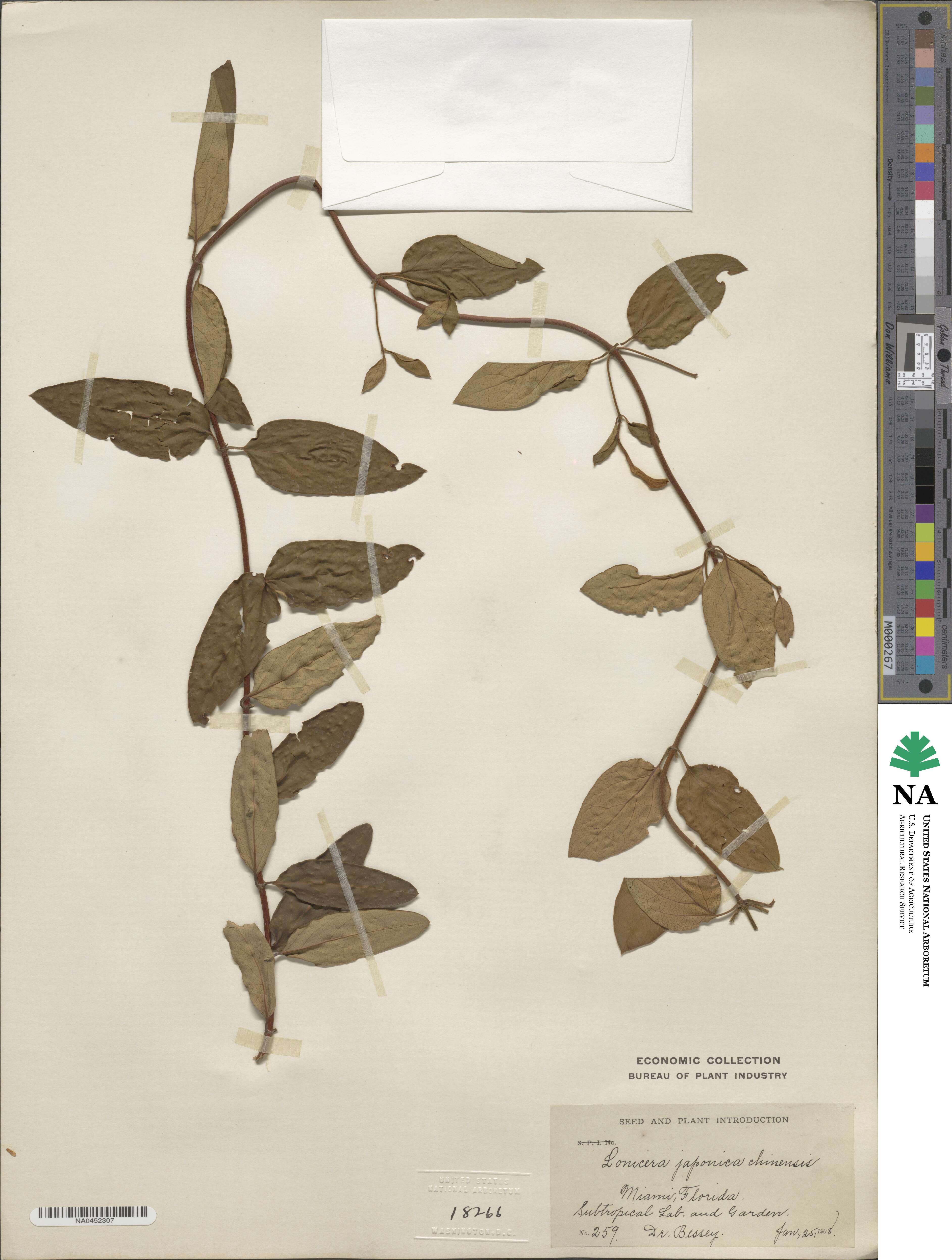 Lonicera japonica var. chinensis image