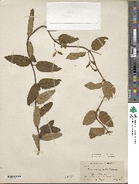 Lonicera japonica var. chinensis image