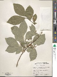 Lonicera chrysantha var. koehneana image