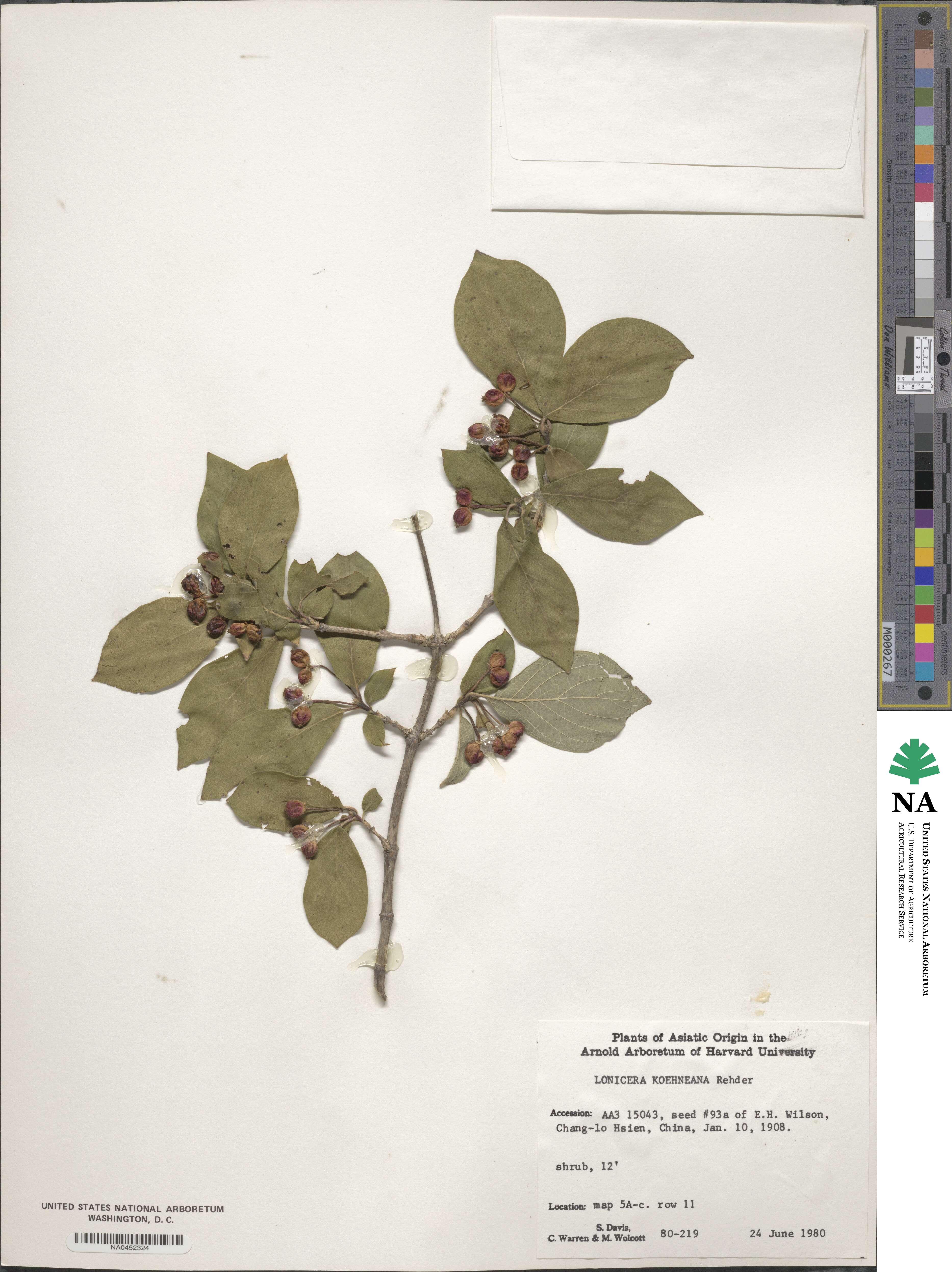 Lonicera chrysantha image