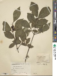 Lonicera chrysantha image