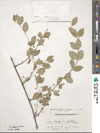 Lonicera korolkowii image