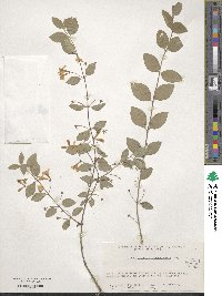 Lonicera korolkowii image