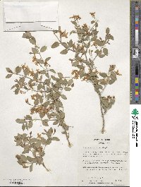 Lonicera korolkowii image