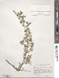 Lonicera korolkowii image