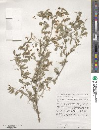 Lonicera korolkowii image