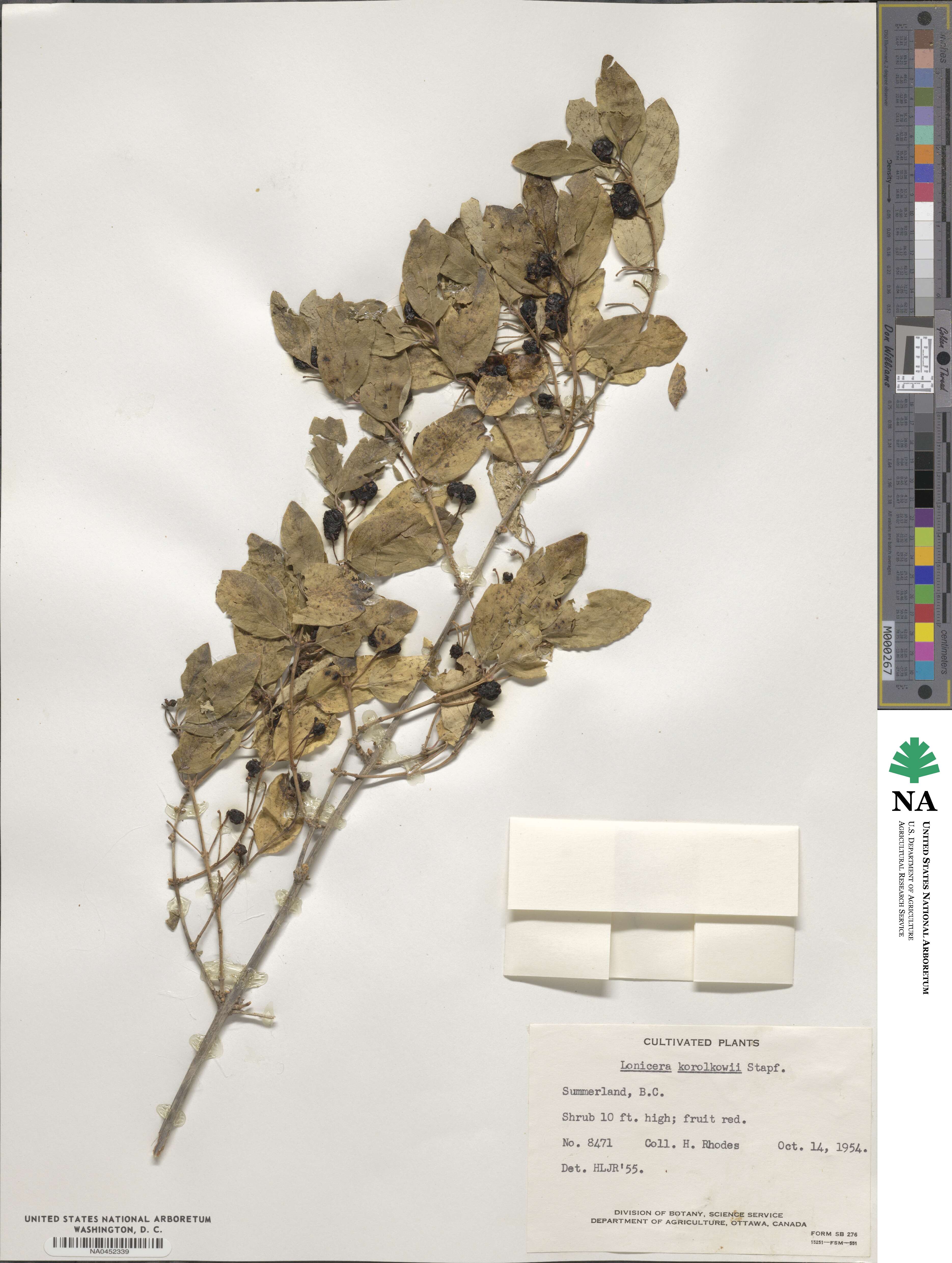 Lonicera korolkowii image