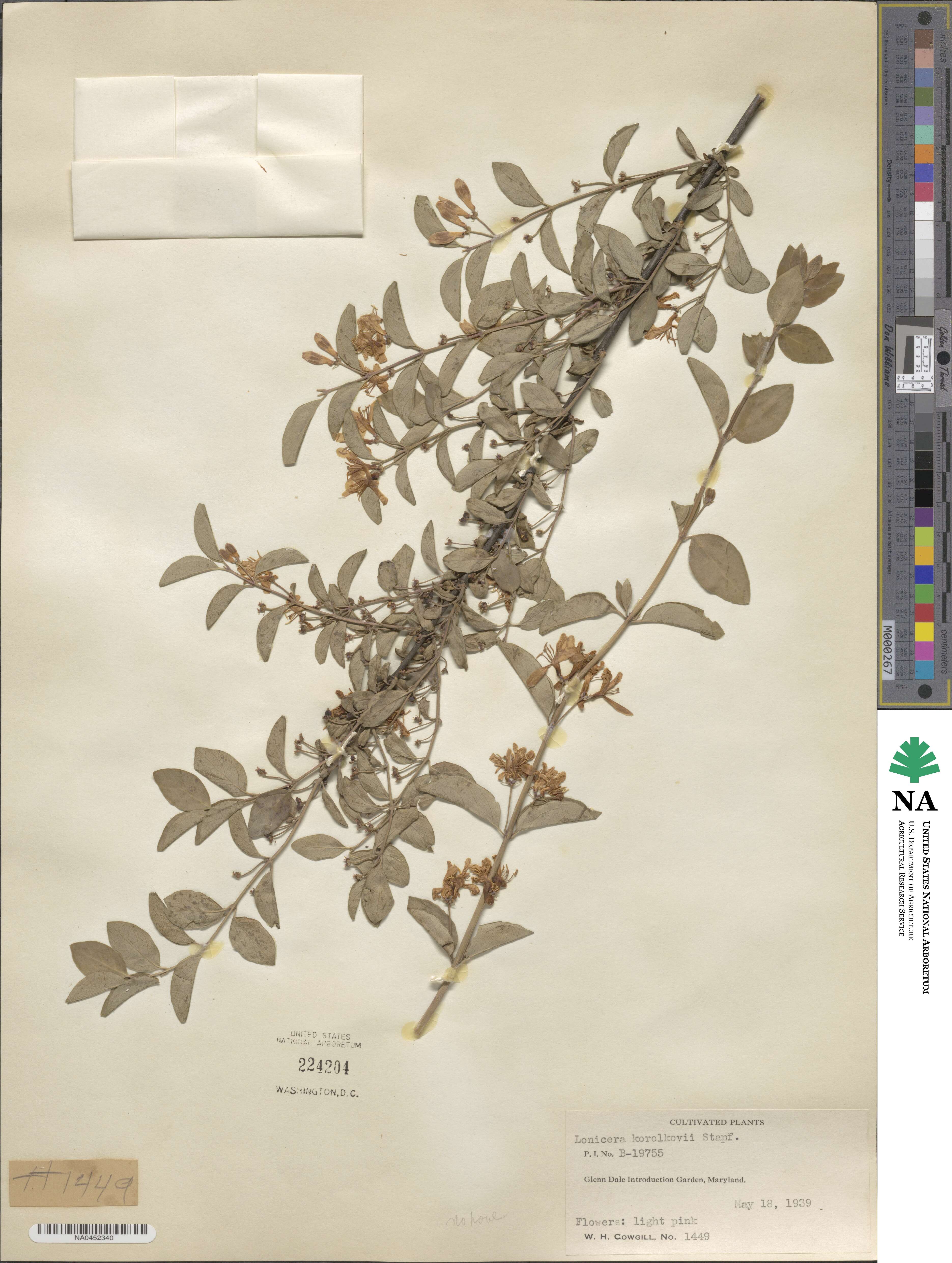 Lonicera korolkowii image