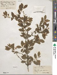 Lonicera korolkowii image