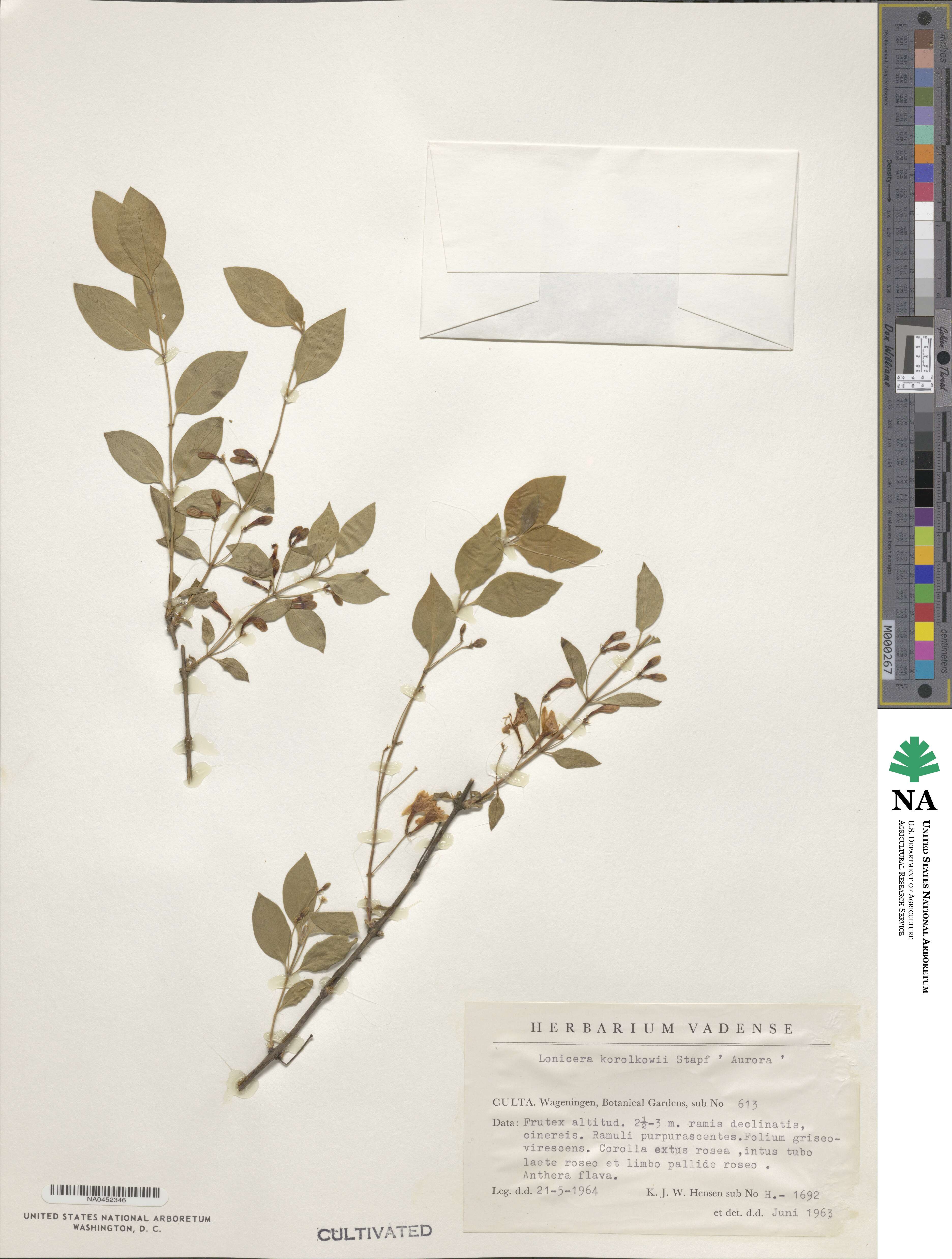 Lonicera korolkowii image