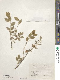 Lonicera korolkowii image