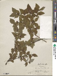 Lonicera lanceolata image