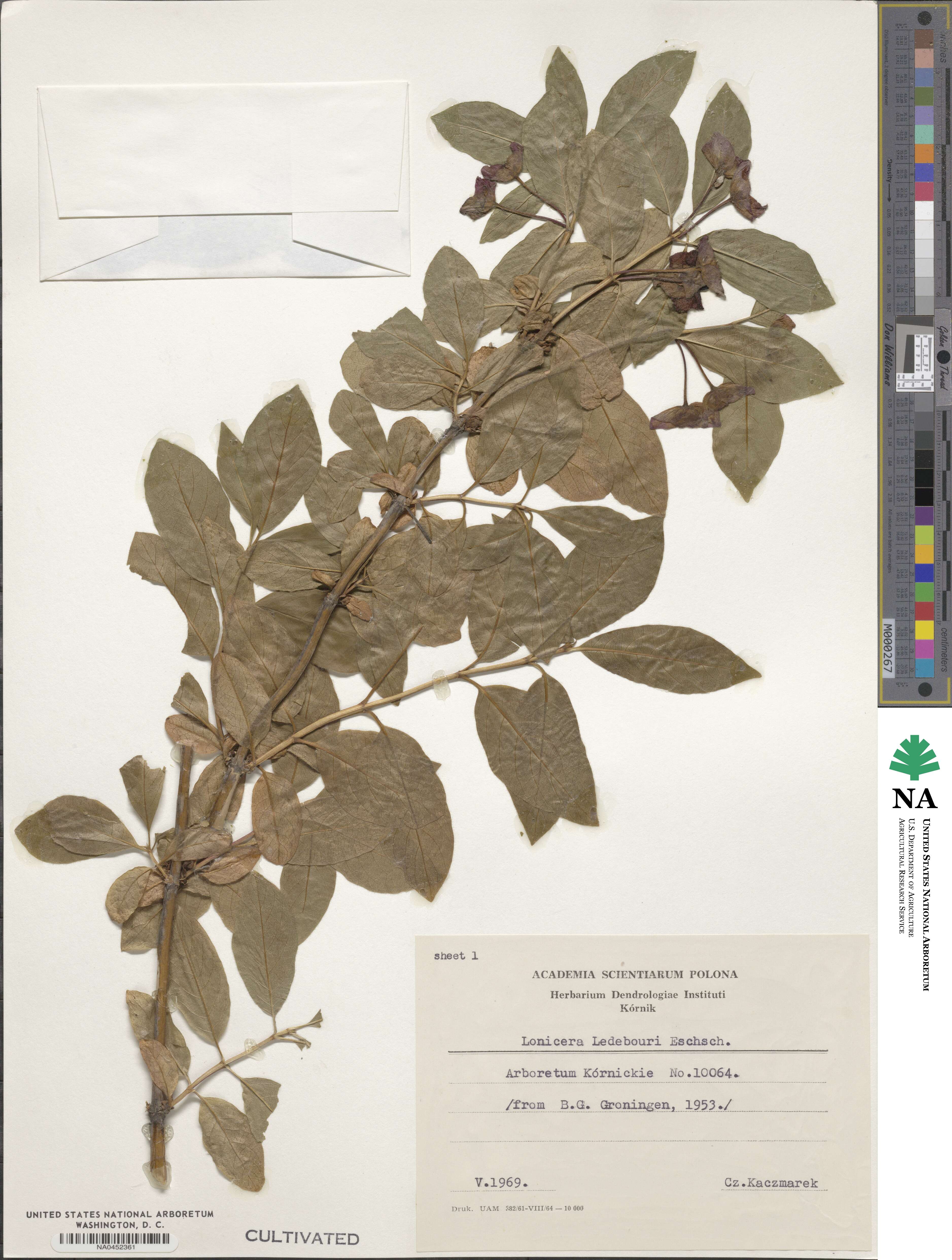 Lonicera involucrata var. ledebourii image