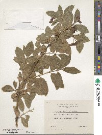 Lonicera involucrata image