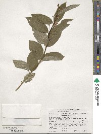 Lonicera involucrata image