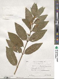 Lonicera involucrata image