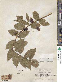 Lonicera involucrata image