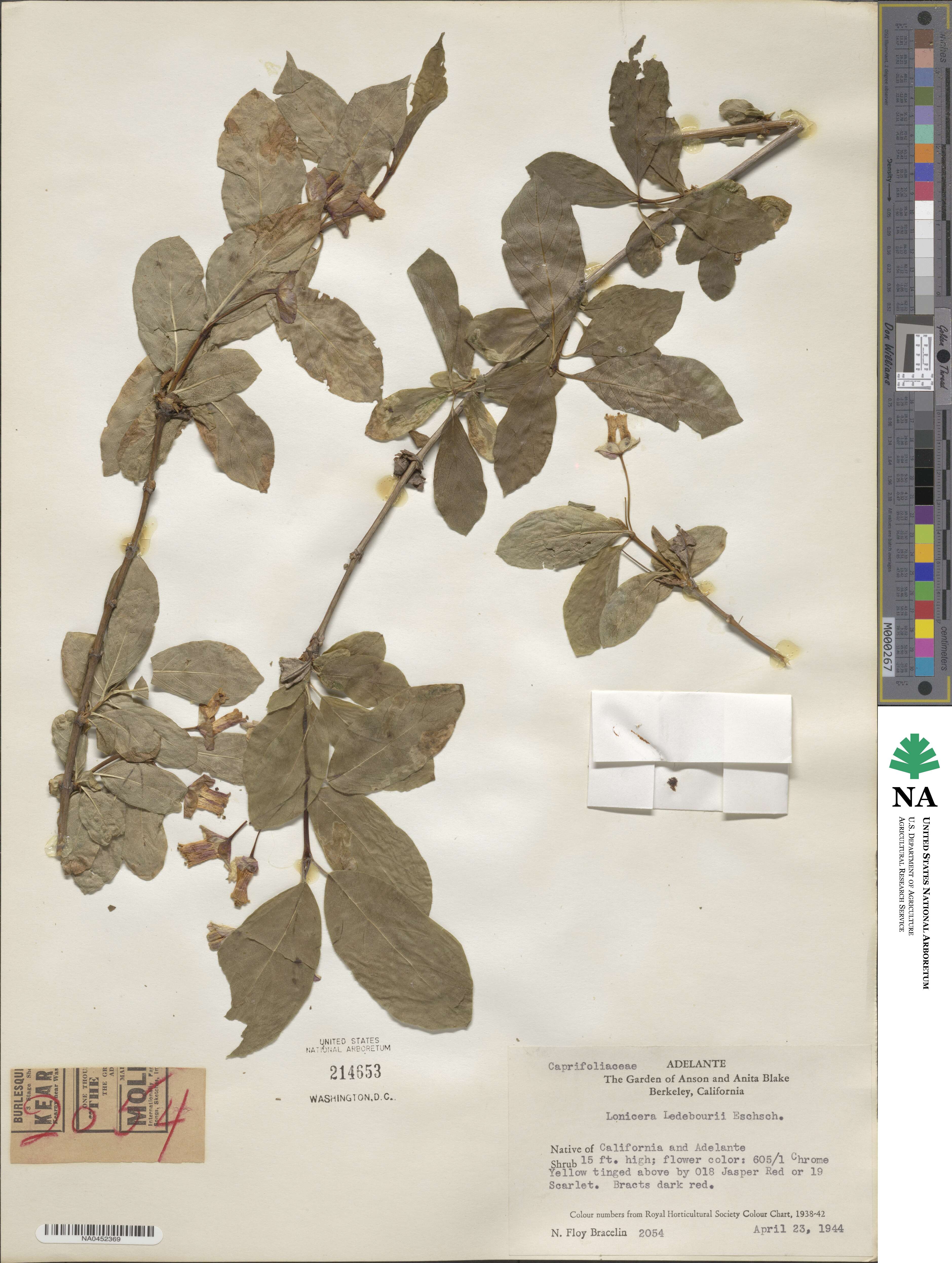 Lonicera involucrata var. ledebourii image