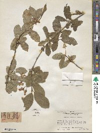 Lonicera involucrata image